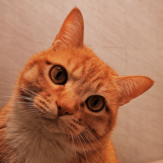 Earth without background